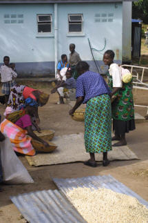 Frauen malen Körner